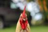chicken buy