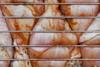 chicken cook