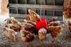 chicken feed