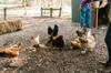 chicken feed