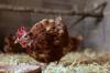 chicken feed