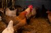 chicken feed