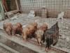 chicken feed