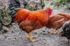 chicken feed