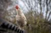 chicken feed