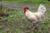 chicken feed