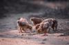 chicken feed