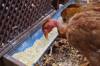 chicken feed