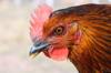 chicken feed