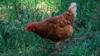 chicken feed