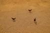 chicken feed