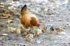 chicken feed