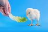 chicken feed