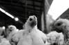 chicken feed