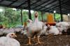 chicken feed