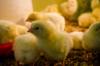 chicken feed