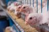 chicken feed