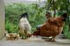 chicken feed