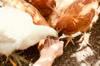 chicken feed