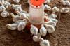 chicken feed