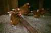 chicken feed