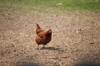 chicken feed