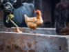chicken feed