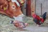 chicken feed