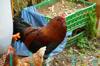 chicken feed