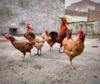 chicken feed