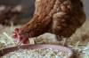 chicken feed