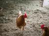 chicken feed