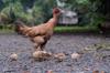 chicken feed