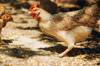 chicken feed