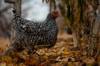 chicken feed