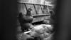 chicken feed