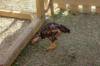 chicken feed