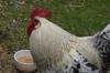 chicken feed
