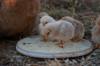 chicken feed