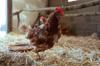 chicken feed