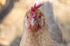 chicken feed