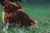 chicken feed