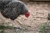 chicken feed