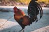 chicken feed