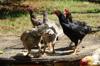 chicken feed