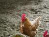 chicken feed
