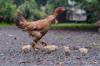 chicken feed