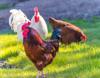 chicken feed