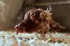 chicken feed