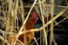 chicken feed